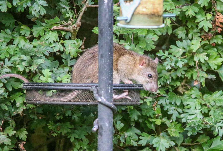 Er zijn nog steeds tal van manieren om van vogels in de achtertuin te genieten zonder boetes