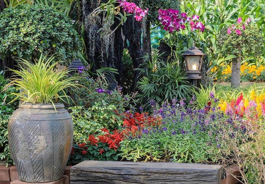 Kweek deze zone 5-9-planten in de volle zon in rijke leem