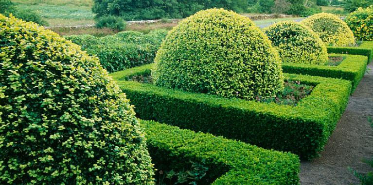 Plant echter geen buxus tijdens het hoogtepunt van het groeiseizoen halverwege de zomer of tijdens