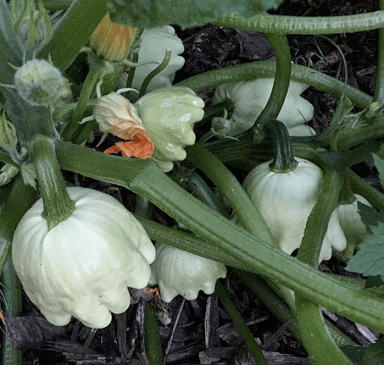 Zelfs een handvol courgetteplanten zal je belonen met een constante aanvoer van pompoen om op te eten