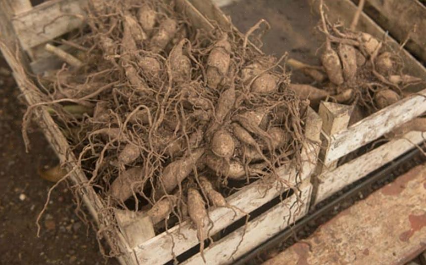 Kiezen veel tuinders ervoor om zwavelstof op knollen te strooien voordat ze worden opgeslagen