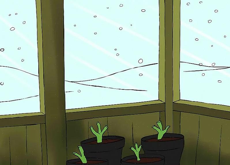 Daarna zijn de knollen klaar om opgeslagen te worden in uw doos gevuld met veenmos