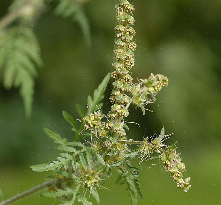 Ragweed is een plant waar veel mensen over spreken