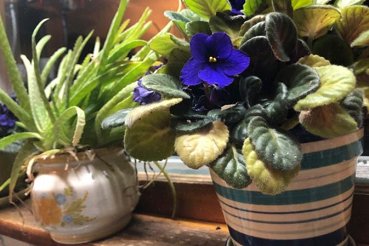 Vergeet niet uw bloemenconserveermiddel aan het verse water toe te voegen