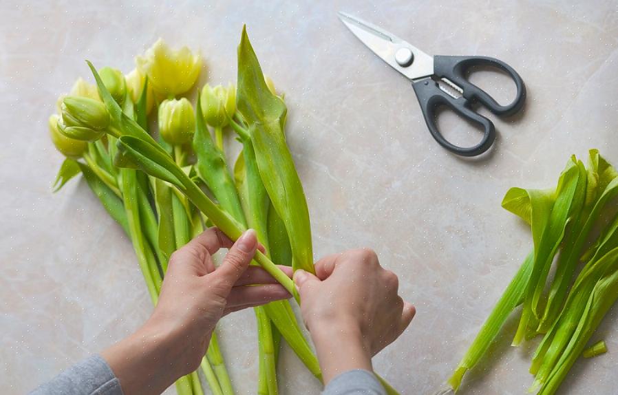 Zelfs als u niet uw eigen tulpen kweekt