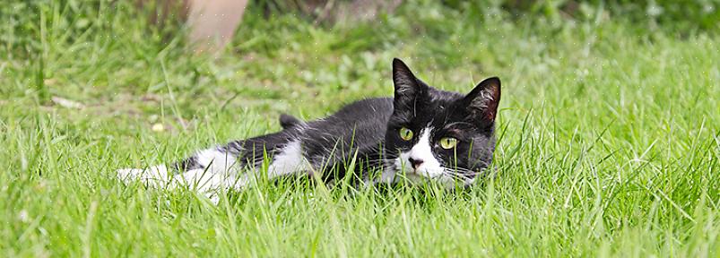 Als uw tuin of tuin geuren heeft die katten beledigen