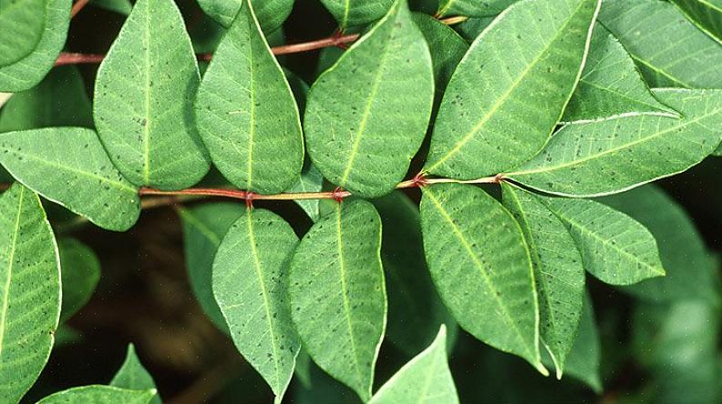 Jeukende uitslagplanten zijn de versie van het plantenrijk van gele jassen