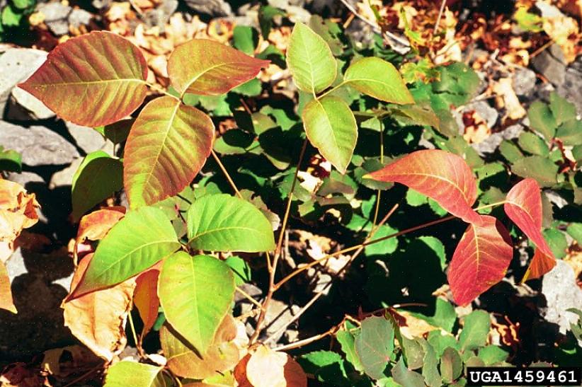 Poison Ivy-wijnstokken kunnen ook tegen de muren van gebouwen klimmen