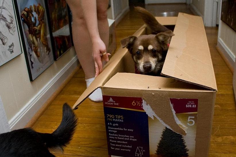 Dit zal uw hond helpen zich veiliger