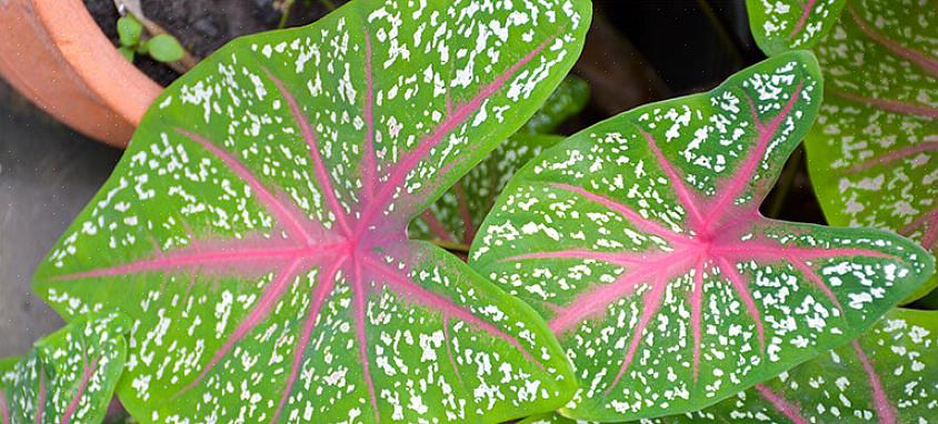 Elke keer dat je het woord "vloek" in de naam van een plant ziet
