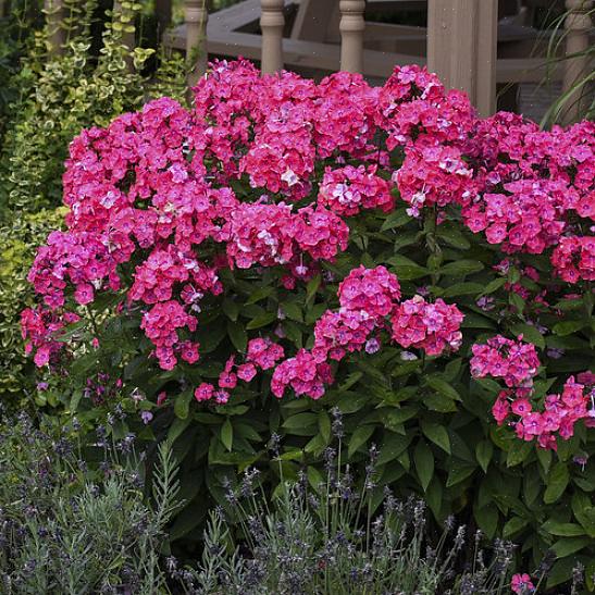 Hoge phlox-bloemen in de tuin zijn goede kolibrieplanten
