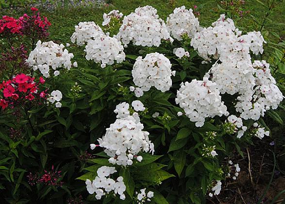 Volcano Ruby is een matig compacte soort tuinphlox