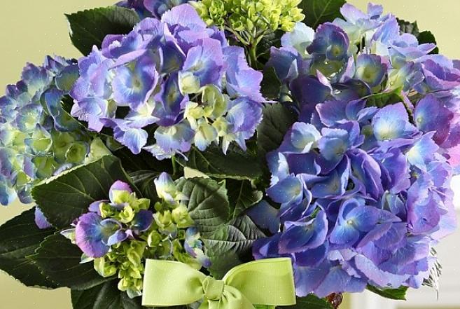 Worden drie mythes over de vraag wat planten vaste planten maakt
