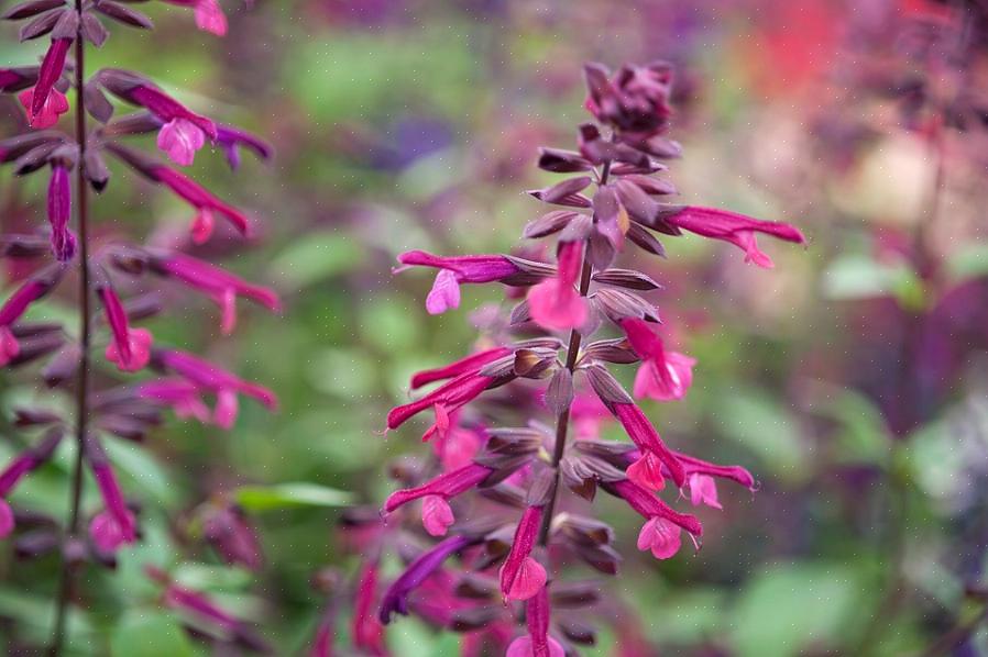Blue Hill salvia-bloemen werden geadverteerd als antwoord op de roep om meer "echte blauwe" bloemenopties