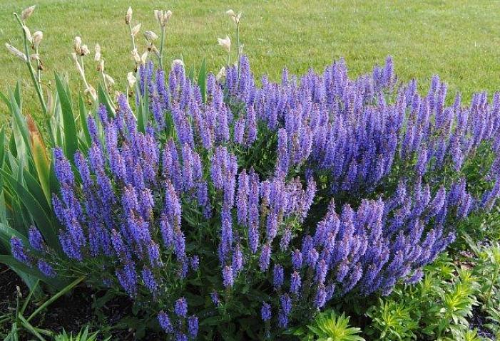 U zult Blue Hill salvia waarderen als een plant die op betrouwbare wijze deze serene kleur geeft