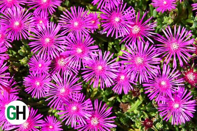 Er zijn verschillende planten die de algemene naam "ijsplant" dragen