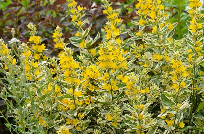 We hebben het gevoel dat bonte Lysimachia het mooist is in de lente als het die gekke roze bladeren heeft