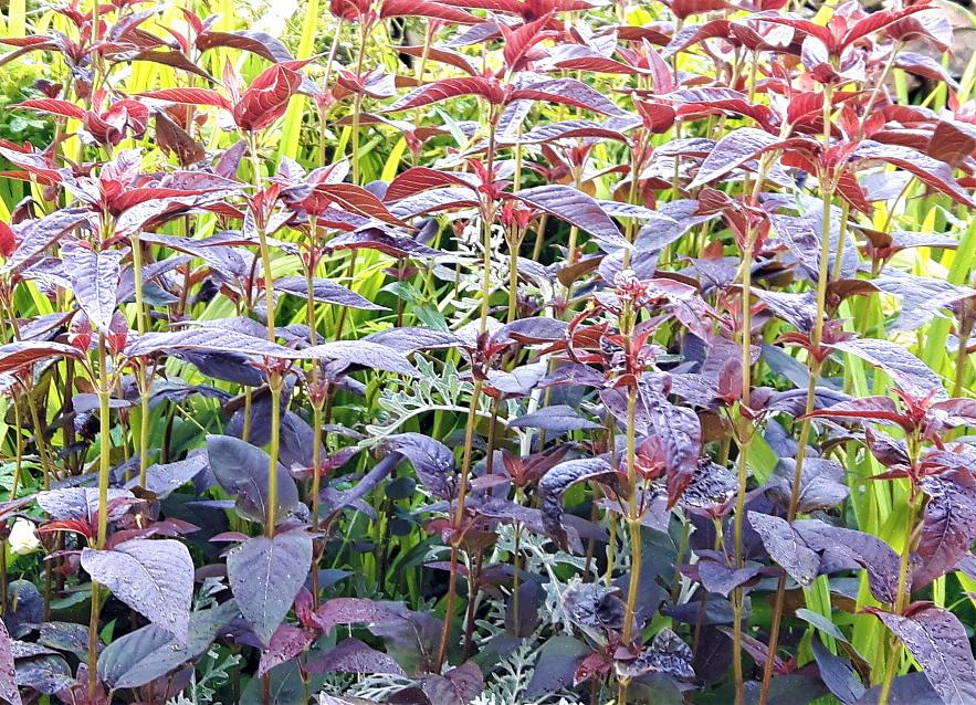 Paarsbladige kattestaart (Lysimachia ciliata 'Purpurea') zijn veel voorkomende agressieve planten