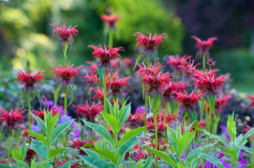 Zijn rode bijenbalsemplanten kruidachtige vaste planten