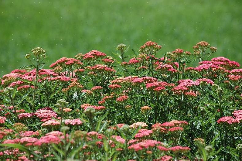 Duizendbladplanten groeien het best in de volle zon