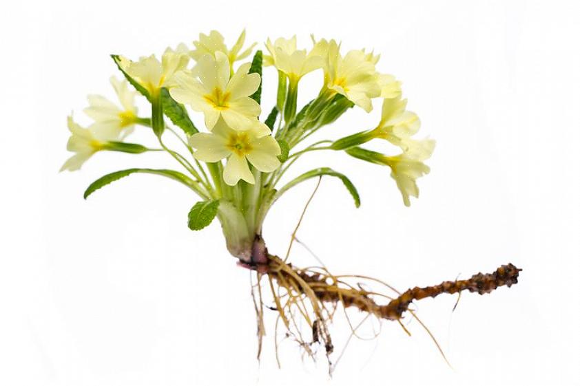 / of invasieve planten die zich met behulp van wortelstokken uit de hand lopen