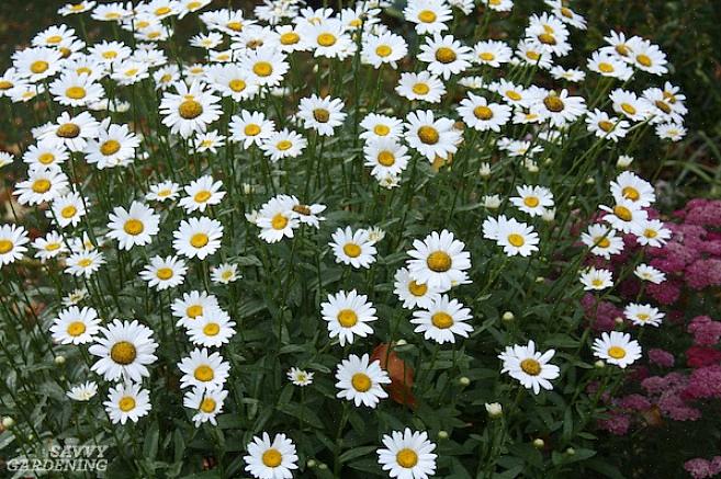 Gebruik Becky shasta madeliefjebloemen in meerjarige bloemenranden