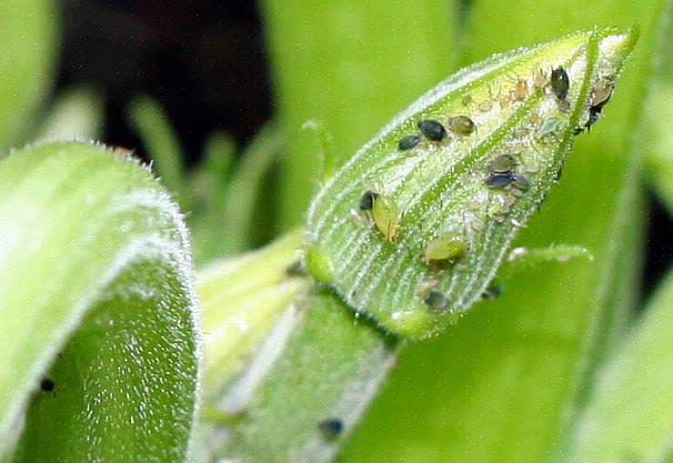 Bladluizen kunnen een plant verzwakken