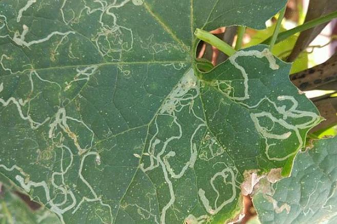 Als de bladeren van je plant eruit zien alsof iemand kronkelige lijnen tekende