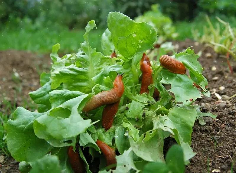 Bessengewassen omdat ze zowel de bladeren als de vruchten eten
