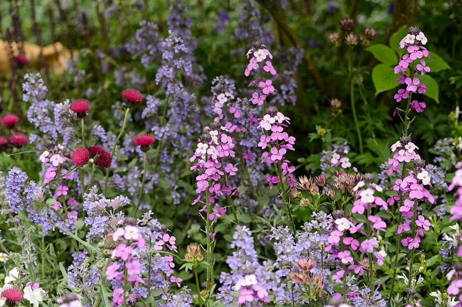 Andere bekende vaste planten die lang werden gebruikt als cottage-tuinplanten