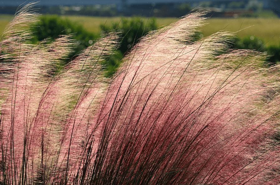 Enkele middelgrote planten toe aan uw zouttolerante plantenselectie om ervoor te zorgen dat u enkele