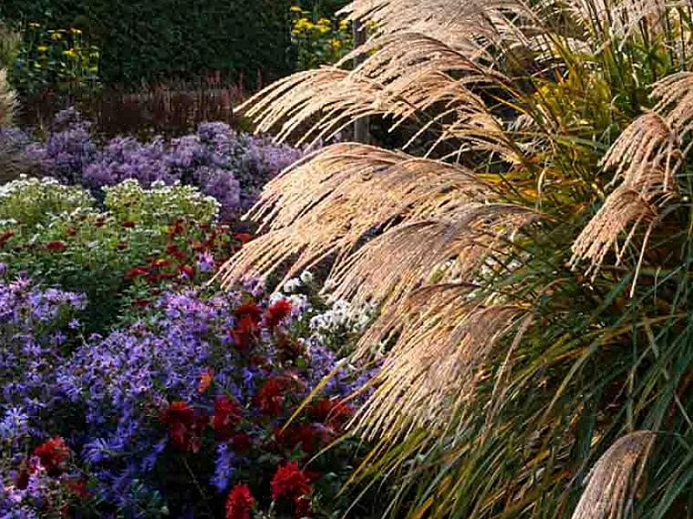 Bijenbalsem (zones 4 tot 9) is meer dan alleen een sierplant met rode of lichtpaarse bloemen