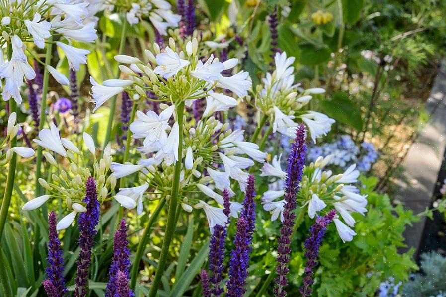 Hertenplagen worden daarentegen niet aangetrokken door salvia-planten in mei-nacht