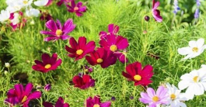 Waaronder de Noord-Europese inheemse Cosmos sulphureus
