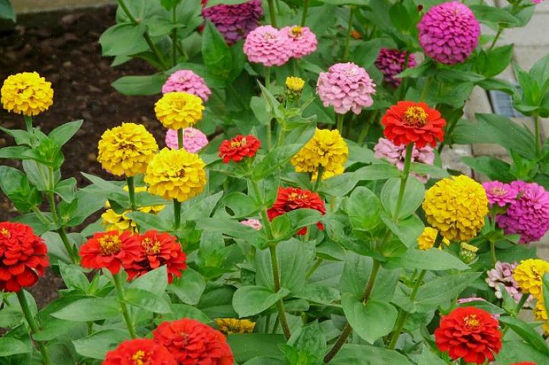 De meeste Zinnia elegans-variëteiten zijn hoge planten