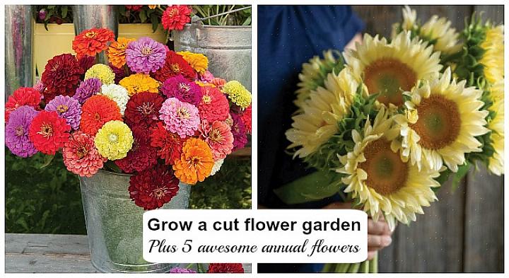De bloemen zijn vetgedrukt in wat eerst ouderwetse zinnia-kleuren lijken