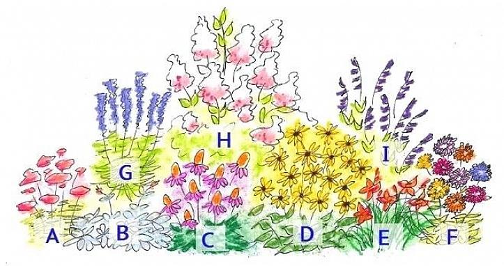 Vormt het blad een aangename achtergrond voor de volgende bloemen die bloeien