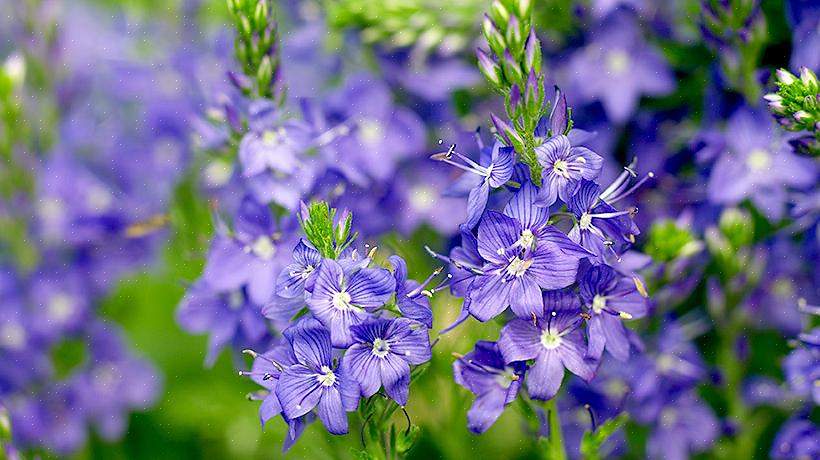 Een ander voordeel van het gebruik van vaste planten in uw snijtuin is dat de planten er het hele seizoen