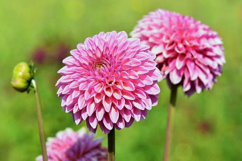 Dahlia's bereiken hun hoogtepunt in de nazomer