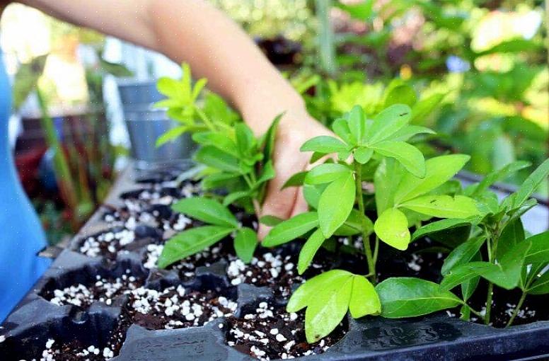Sommige planten wortelen gemakkelijk