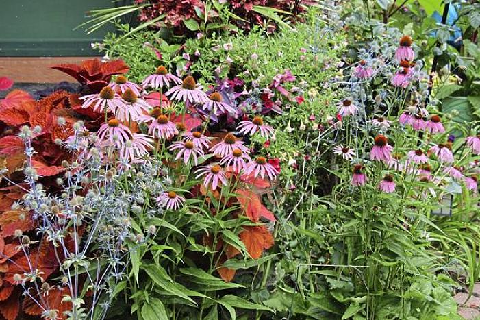 De bloemen kunnen iets later bloeien dan wanneer u niet had geknipt