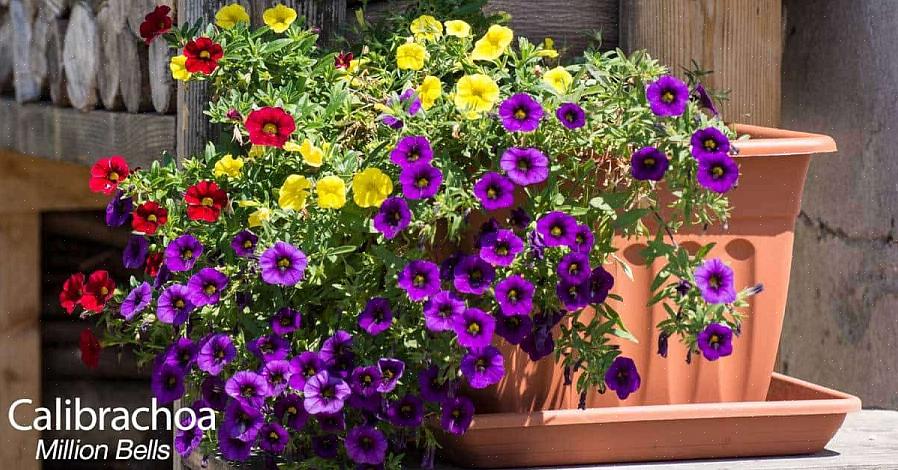 Maar de meeste tuinders behandelen deze lente-tot-vorstbloeiers als eenjarige planten