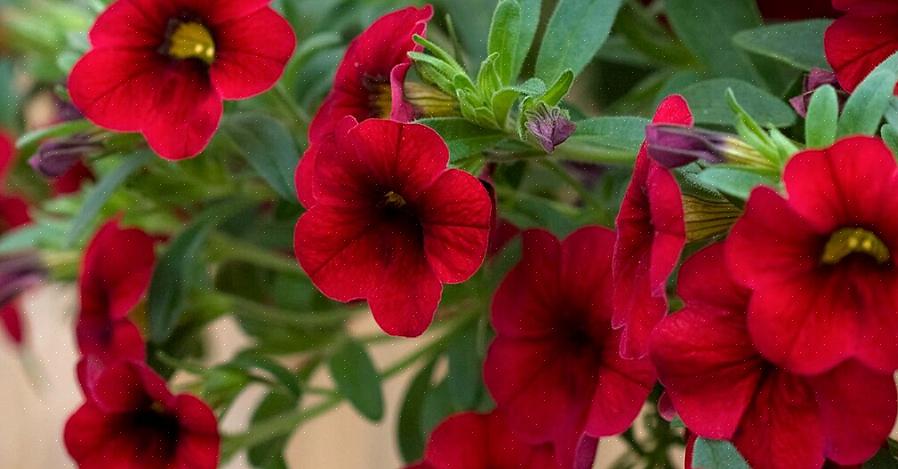 Hoe miljoenen klokkenbloemen te laten groeien