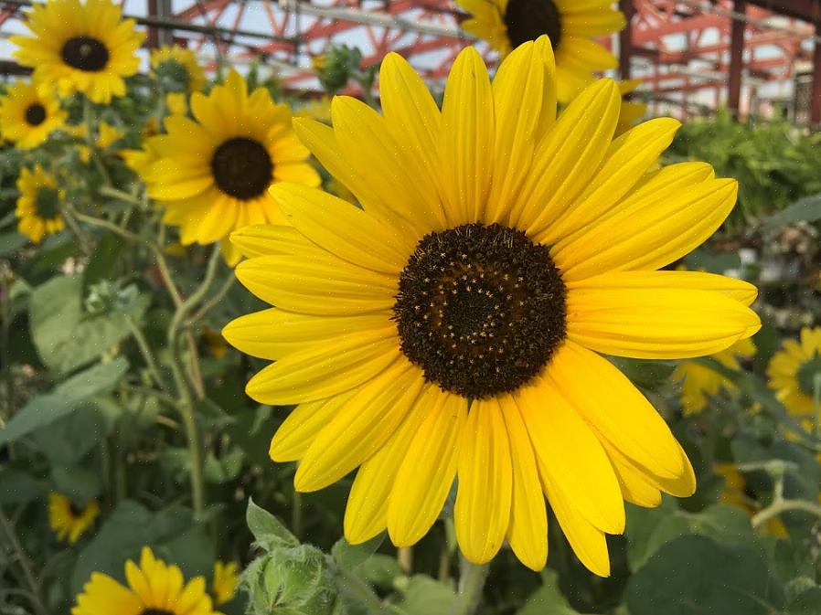 Kijk je het grootste deel van de dag naar de achterkant van de bloemhoofdjes