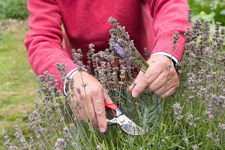 Wanneer je bloemen met een dode kop hebt