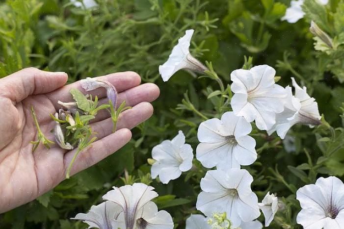 Wees voorzichtiger met een lange vaste plant met lange