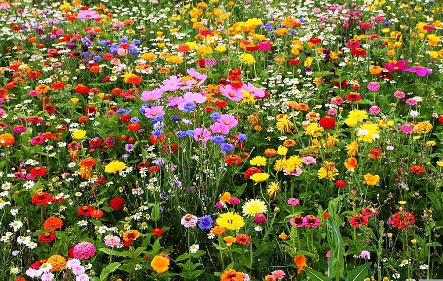 Wildbloementuinen worden beschouwd als een goedkoop alternatief voor onderhoudsvriendelijk tuinieren