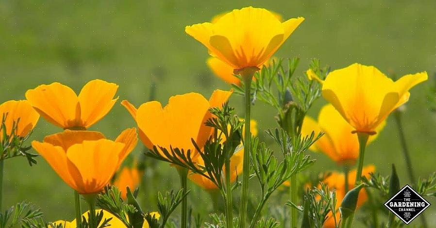 Maar er is ook een papaver afkomstig uit Oost-Noord-Europa (hij behoort tot de papaverfamilie