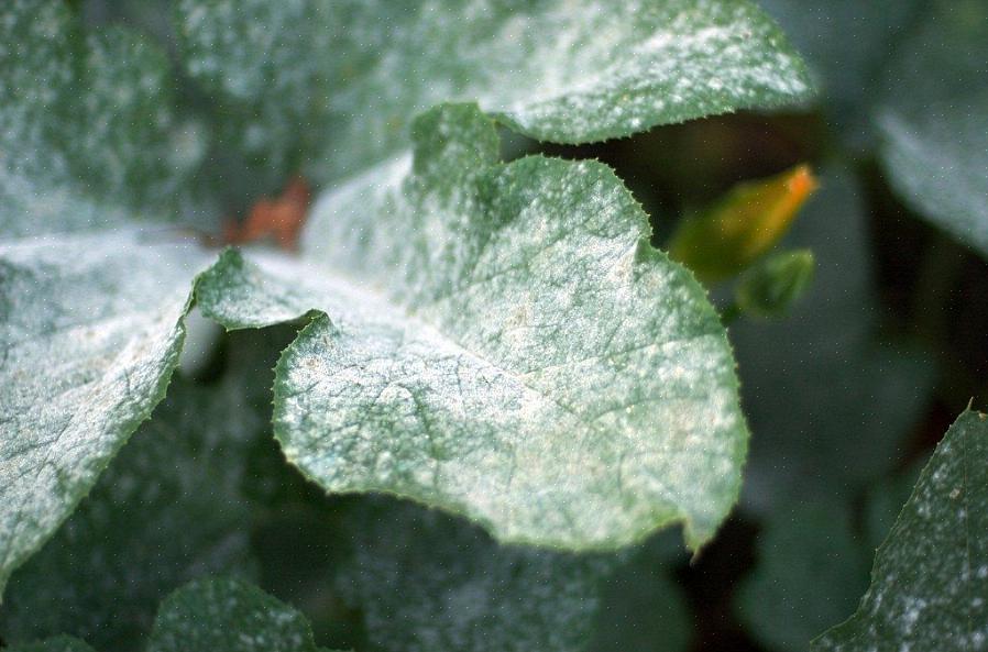 Sporen van echte meeldauw overwinteren op zieke plantendelen