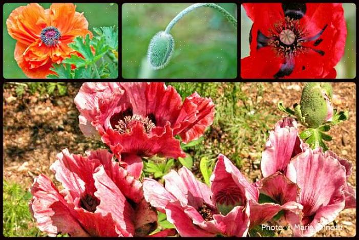 De bloemen van oosterse papavers zijn fascinerend